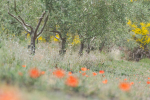 Serafica Top Experience: Wine & Olive Oil Tasting