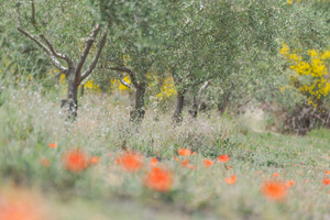 Serafica Top Experience: Wine & Olive Oil Tasting