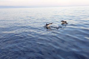 Sunset tour in search of dolphins with aperitif