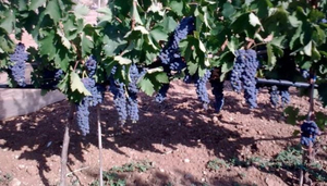 Cantina Gurrieri