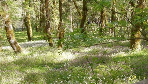 Riserva Naturale Bosco di Alcamo