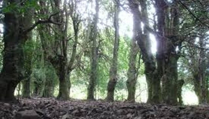 The Giant Holly Trees of Piano Pomo