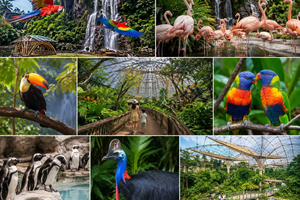 Bird Paradise Entry Ticket with Hotel Transfers