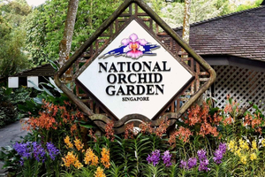 Fall in Love with Orchids together: National Orchid Garden