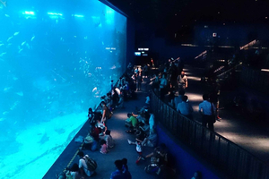 Oceanarium Addmission Ticket with Hotel Transfer