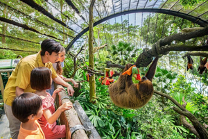 Envägs transfer till Singapore Zoo eller Night Safari