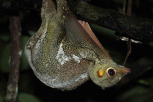 Singapore: Flight of the Colugo Night Tour