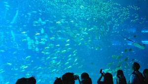 S.E.A Aquarium