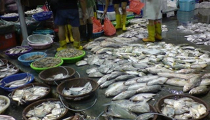 Senoko Fishery Port