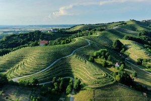 Ljubljana: Ptuj & Haloze Wine Cellar Tour with Tastings