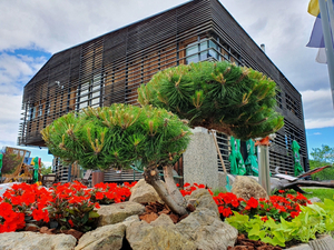 Hotel Celjska koča