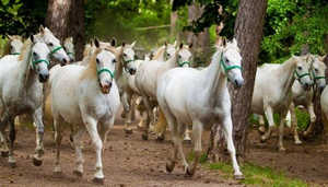 Lipica Stud Farm