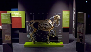 Museum Lipikum