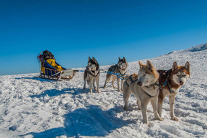 Hudiksvall: Dog Sledding Tour with Bonfire and Refreshment