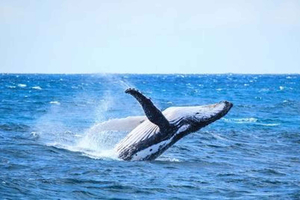 Au départ de Mooloolaba : Croisière observation des baleines Lux