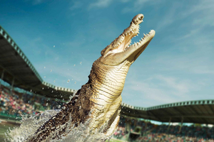 From Sunshine Coast: Australia Zoo Entry Ticket and Transfer