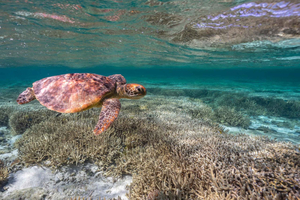 Mooloolaba: snorkelen en zwemmen met schildpadden bij Mudjimba Island