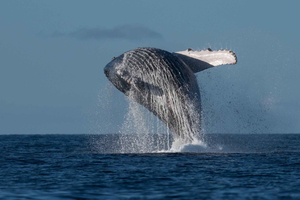 Mooloolaba: Whale Watching Cruise by Speedboat
