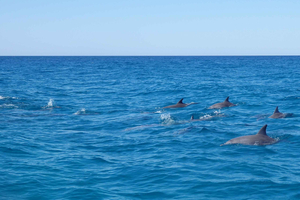 Noosa: Noosa Ocean & Dolphin Adventure