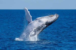 Noosa; Noosa Thriller Whale Watching