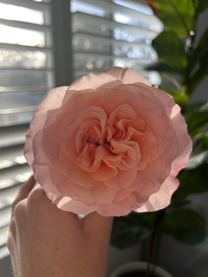Rose Rituals