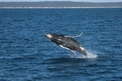 Fraser Island
