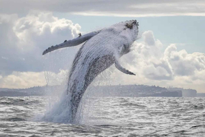 3-Hour Whale Watching Cruise with Tea and Coffee