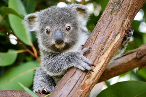 Bilet wstępu do Australian Reptile Park