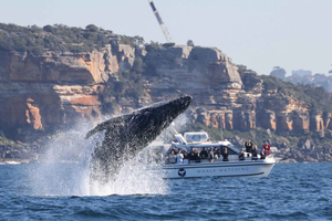 Bondi: Hvalsafaricruise med omvisning til fots med en aborigin