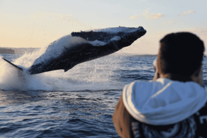 High-Speed Whale Watching Tour