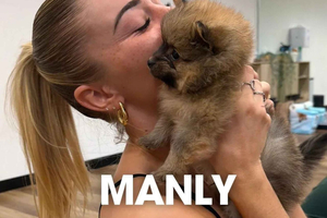 Manly: Puppy-yogasessie van 1 uur