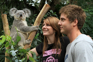 Private BlueMountains, ScenicWorld & AustralianWildlife Tour