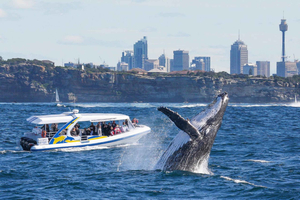 Sydney: 2.5 hour Adventure Whale Watching Cruise