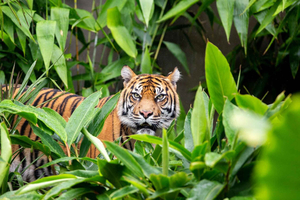 Sydney: Taronga Zoo Ticket with Return Ferry