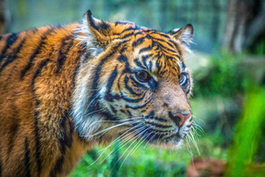 Taronga Zoo Tickets