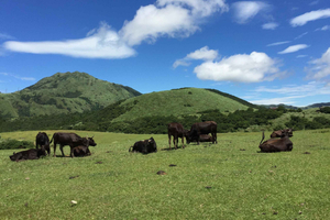 Desde Taipéi: tour privado de 1 día por Beitou y Yangmingshan