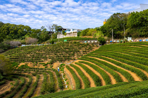 In der Nähe von Taipeh: Teeverkostung, Farmbesuch und Teegelee-Workshop