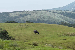 Taipéi: visita guiada a Yangmingshan, el Museo del Palacio y Raohe