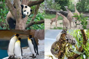 Taipei: Maokong Gondola & Zoo Combo Ticket with Train