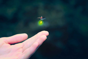 Yangmingshan/Wulai Firefly Adventure