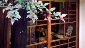 Fireweeds