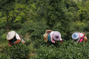 Pinglin Tea Culture and Maokong Guided Day Tour