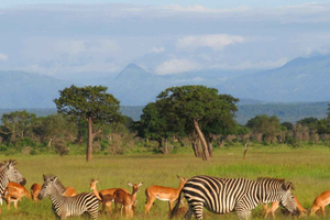 2 Days 1 Night Selous Fly-in Safari from Zanzibar