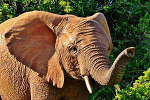 3-Day Selous/Nyerere NP: Game Drive, Boat & Walking Safari