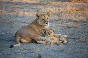 Espectacular safari de 3 días en Mikumi, paseo por la selva y cultura masái