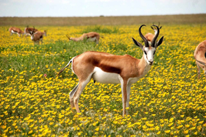3 days safari: Nyerere national park from Dar es salaam