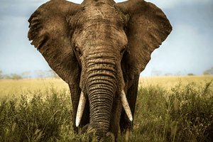3-dniowe safari w Tsavo Wschodnim i Tsavo Zachodnim z Nairobi