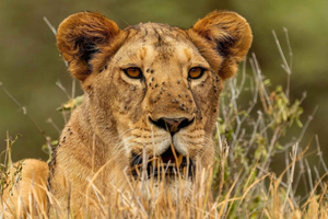 Arusha: 2-Day Tarangire & Lake Manyara Tanzania Safari