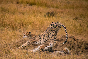 Arusha: 5-Day Joining Safari with Mount Kilimanjaro Day Hike