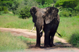 Arusha: Tarangire National Park Day Safari